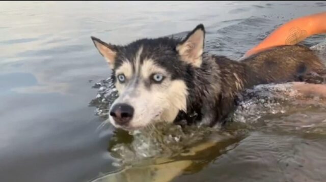 Splendido Husky nuota per la prima volta (VIDEO)