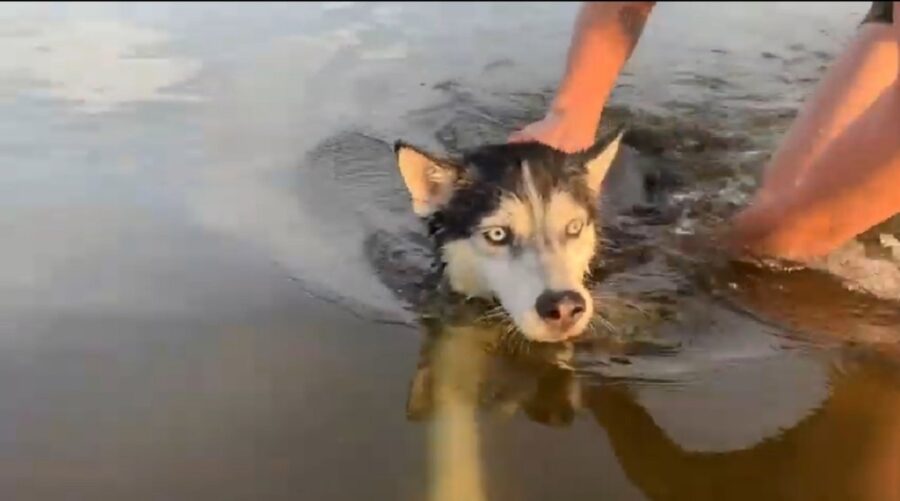 splendido husky in acqua 