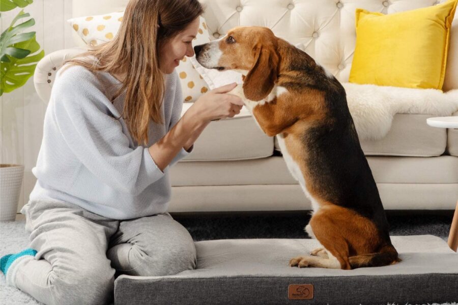 cane su tappetino morbido