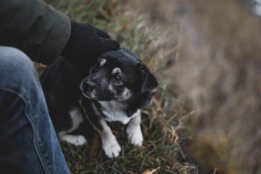 cucciolo di cane intimorito