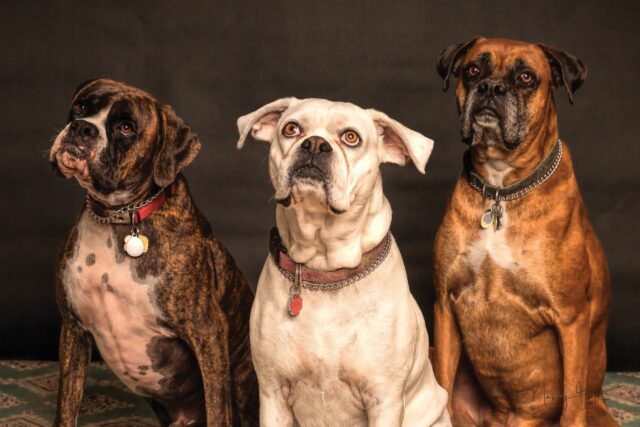 Come faccio ad aggiungere un terzo cane in casa?