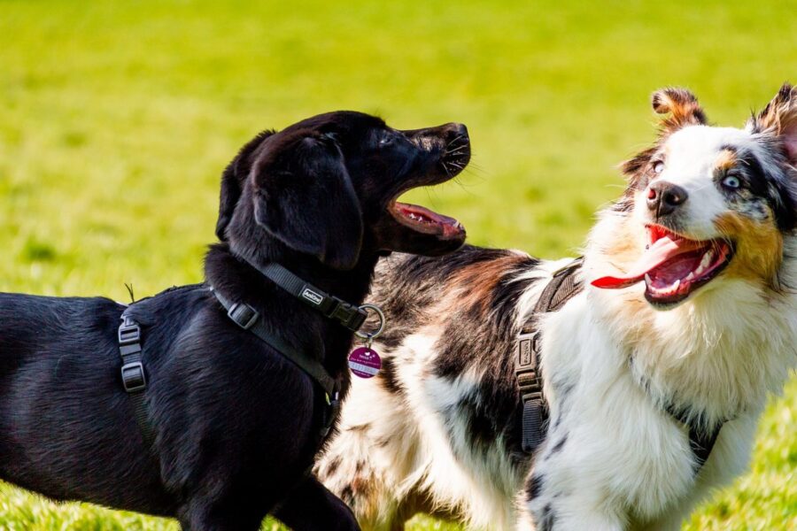 cani che giocano al parco