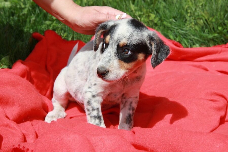 cucciolo di cane