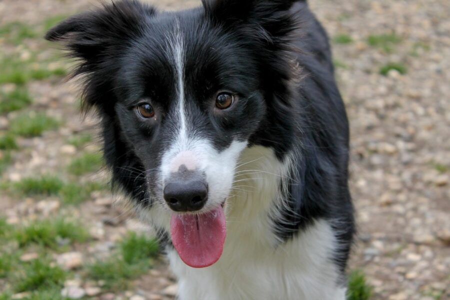 cane bianco e nero