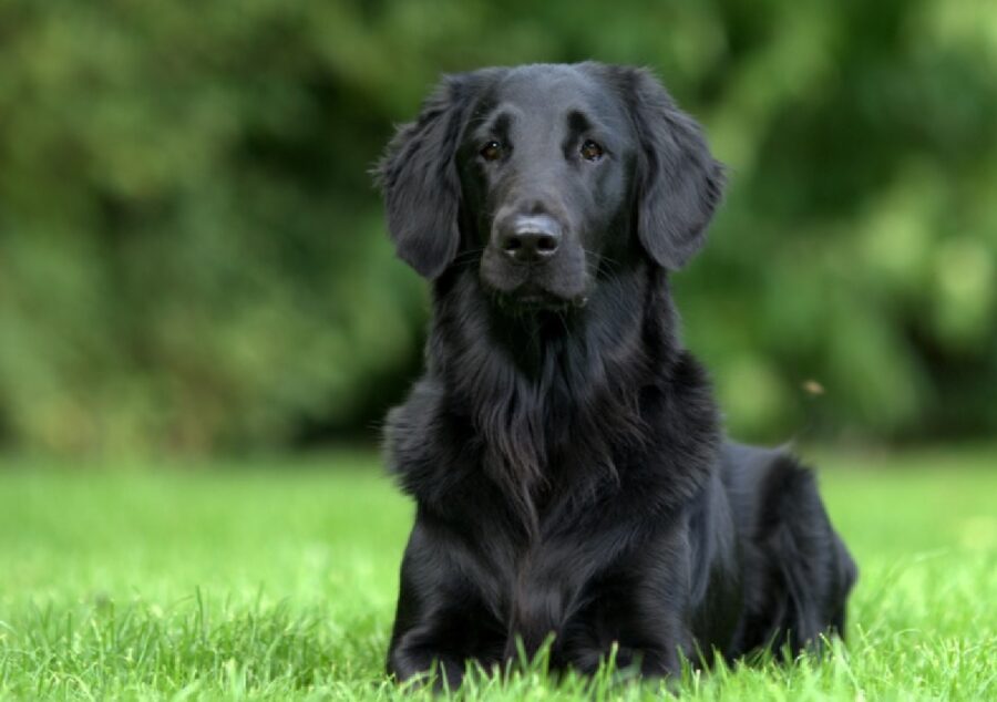 cane nero media taglia pelo lungo