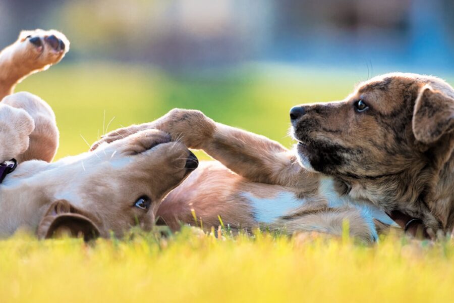 cani distesi sul prato