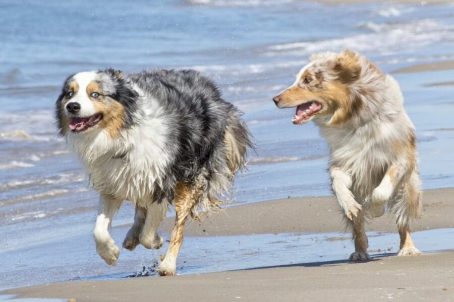 cani corrono al mare