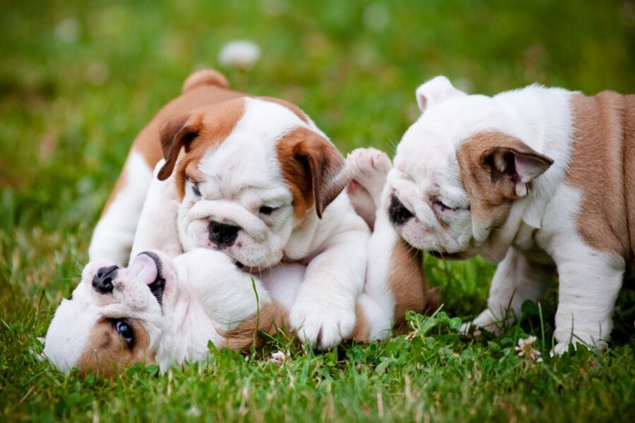 cuccioli di bulldog