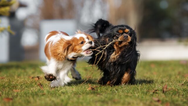 Come trovare un buon compagno di giochi al cane?