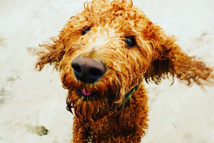 cane con pelo sano