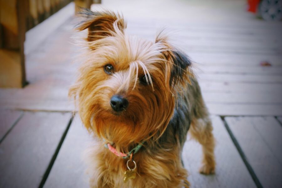 cagnolino meticcio collare arancione