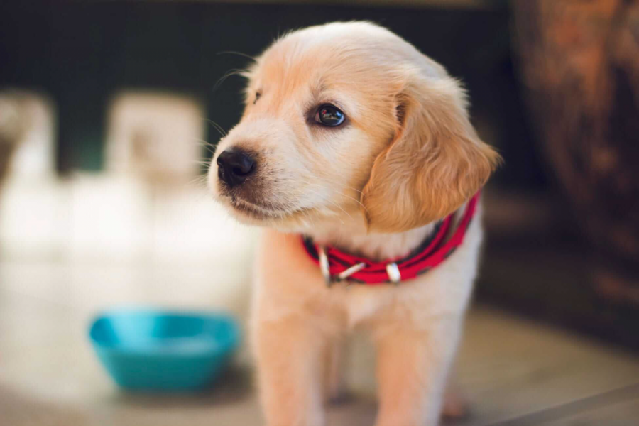 cucciolo di cane con collare