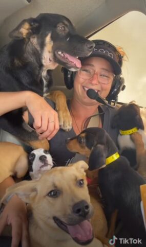 27 cuccioli su un aereo per essere salvati dall’eutanasia