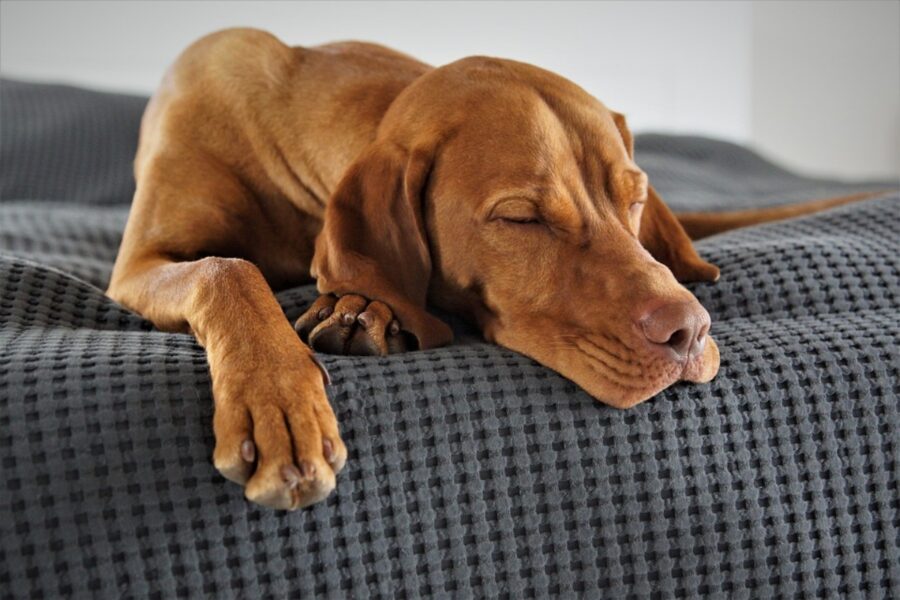 peloso sonno stanco