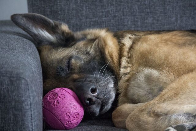 3 cose che i cani fanno prima di dormire finalmente spiegate