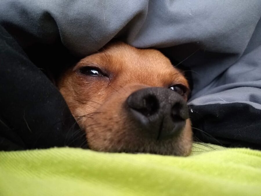 cane sotto coperte