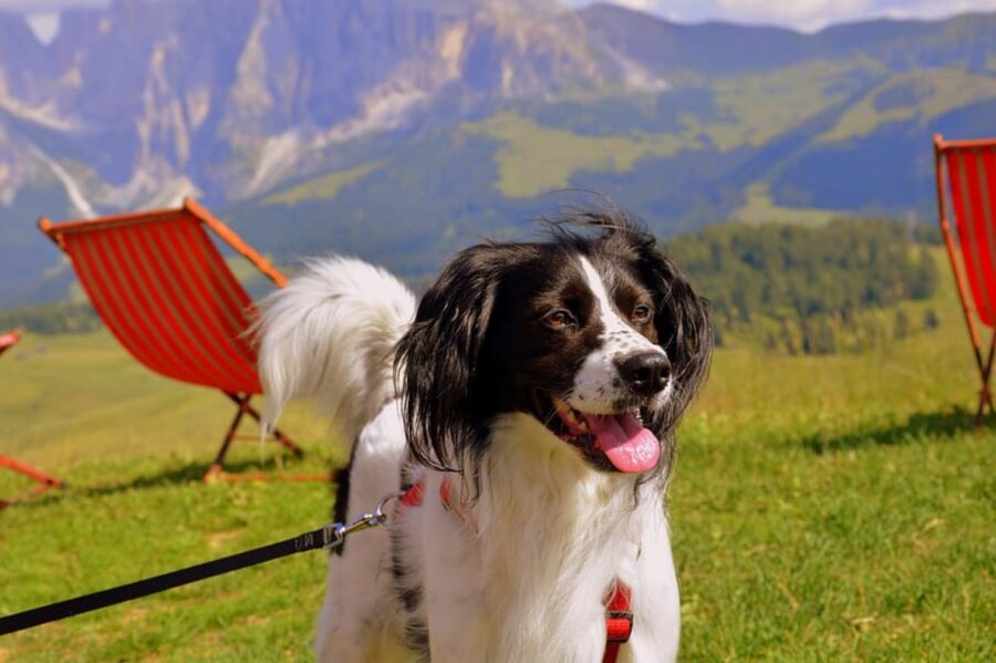 cucciolo bianco nero