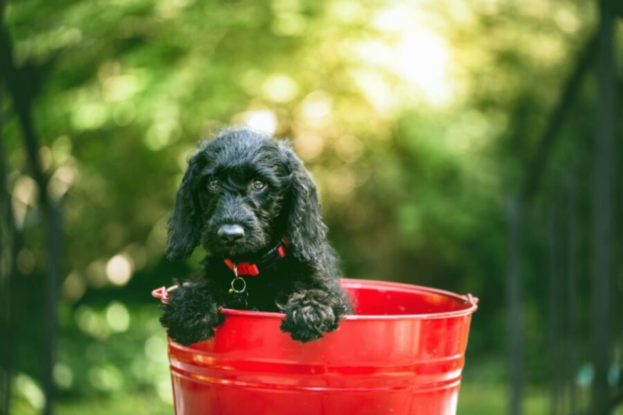 cucciolo secchio rosso