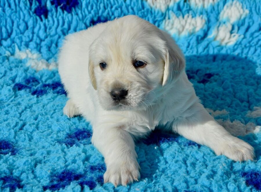 cucciolo cane bianco