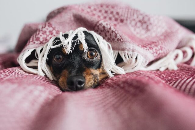 4 consigli per tranquillizzare il cane durante i temporali