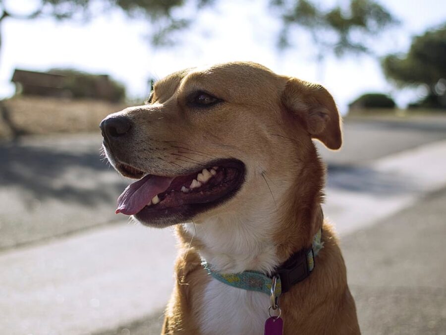 cane attività fisica