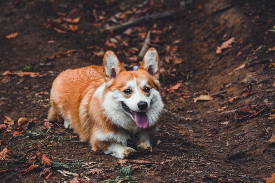 corgi cane bosco