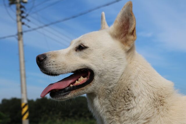 4 cose da non fare per non essere un cattivo proprietario per il tuo cane