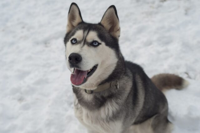 4 cose fondamentali da sapere prima di prendere un Husky