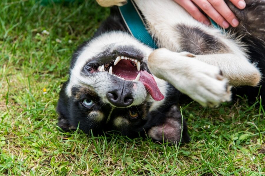 cane buffa faccia 