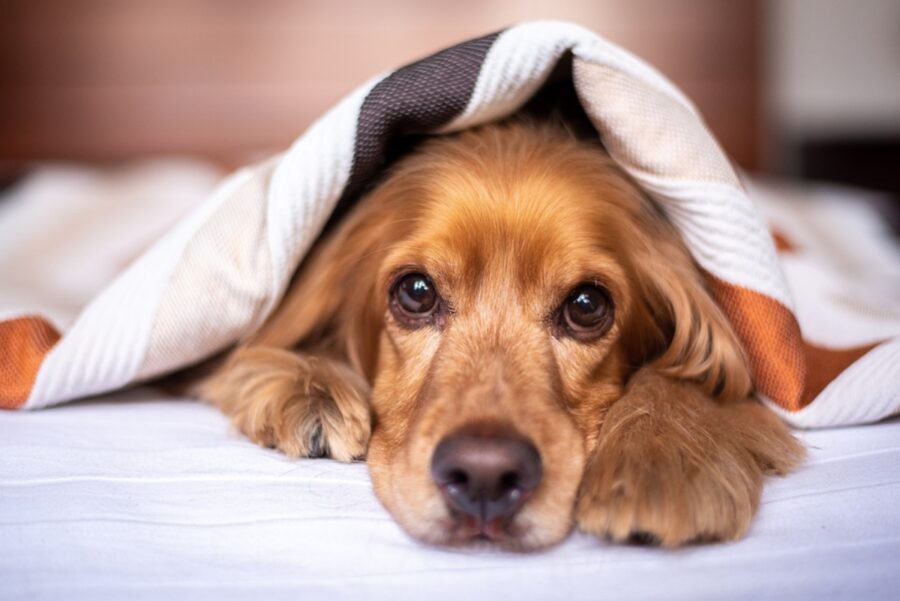 cane peloso coperta