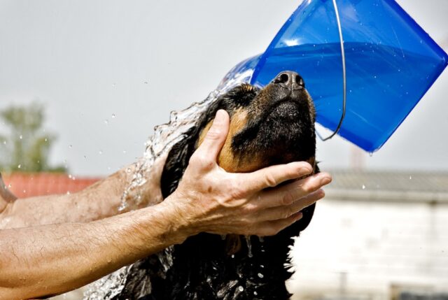 4 errori da non commettere mai quando fai il bagno al cane