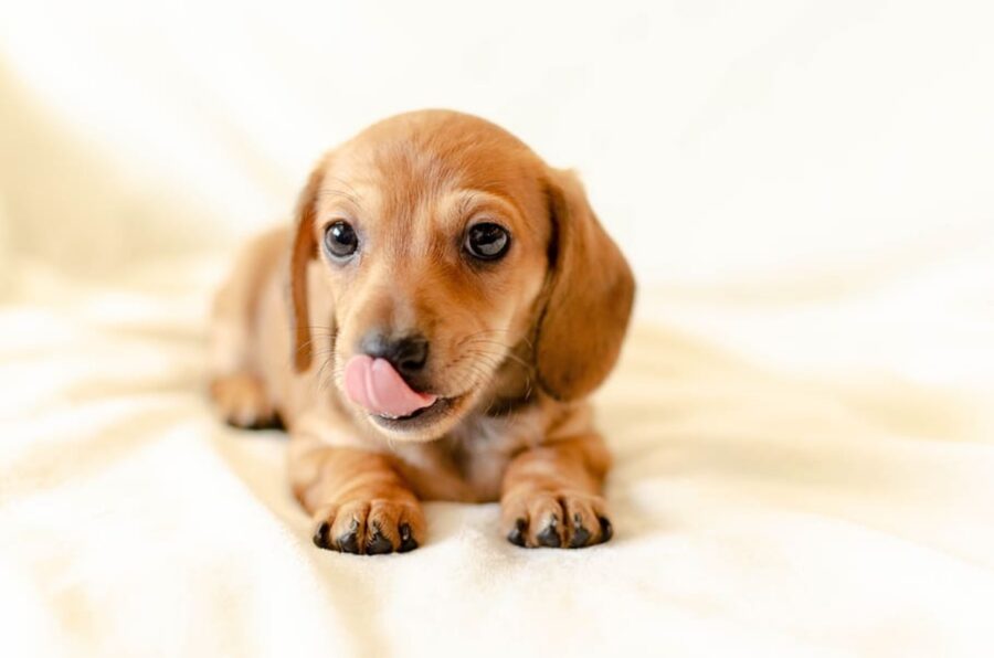 peloso cucciolo dolce