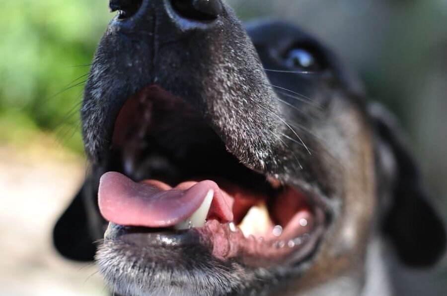 cane denti bocca