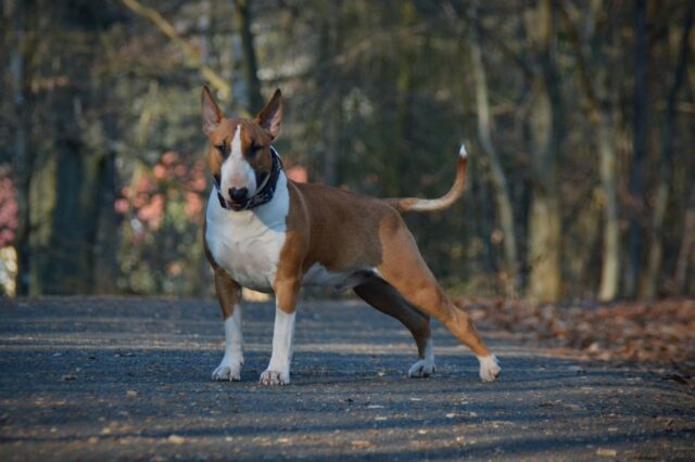 4 modi in cui il tuo cane ti dice che non si sente a suo agio