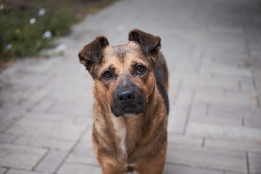 cane confuso guarda