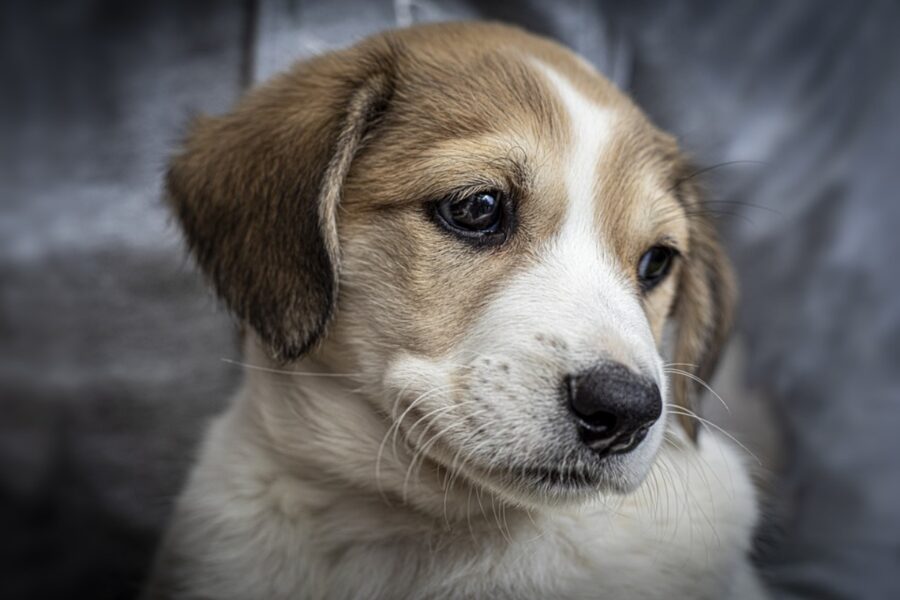 cane sguardo tenero