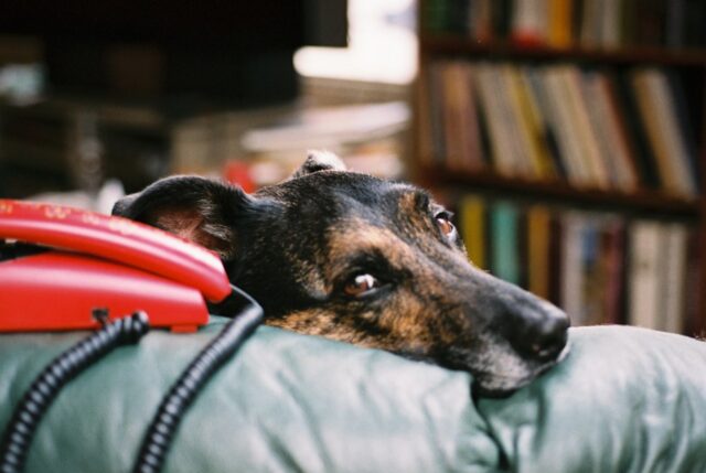 4 modi per capire se il cane ha la febbre senza termometro