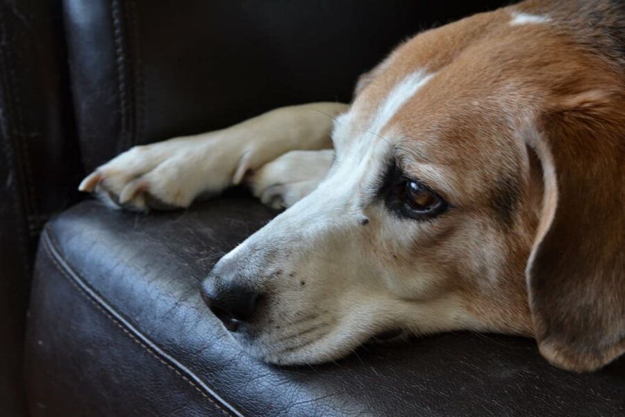 cucciolo triste divano