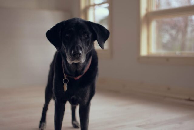 4 motivi per cui il cane fissa costantemente il muro