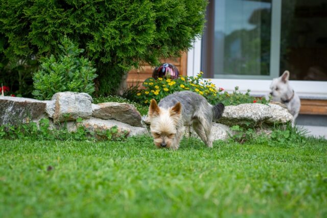 4 motivi per cui il cane non viene da te quando lo chiami