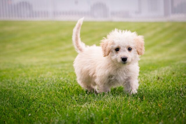 4 motivi per cui non dovresti mai abbracciare il cane