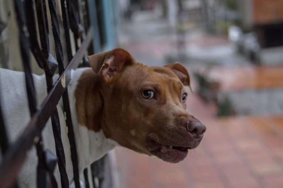 cane sguardo sfida