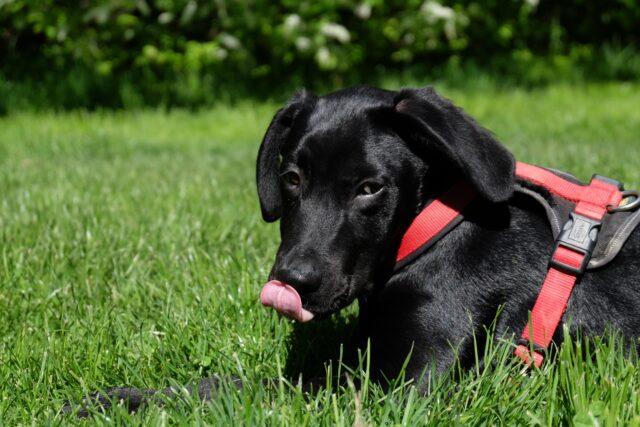 4 principali motivi per cui il cane si mette a leccare “per aria”