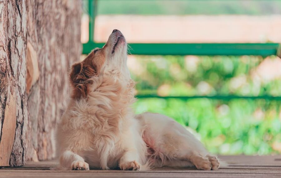 dolce cagnolino abbaia