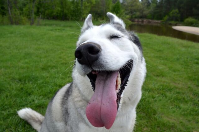 4 ragioni per cui gli Husky sono così “chiacchieroni”