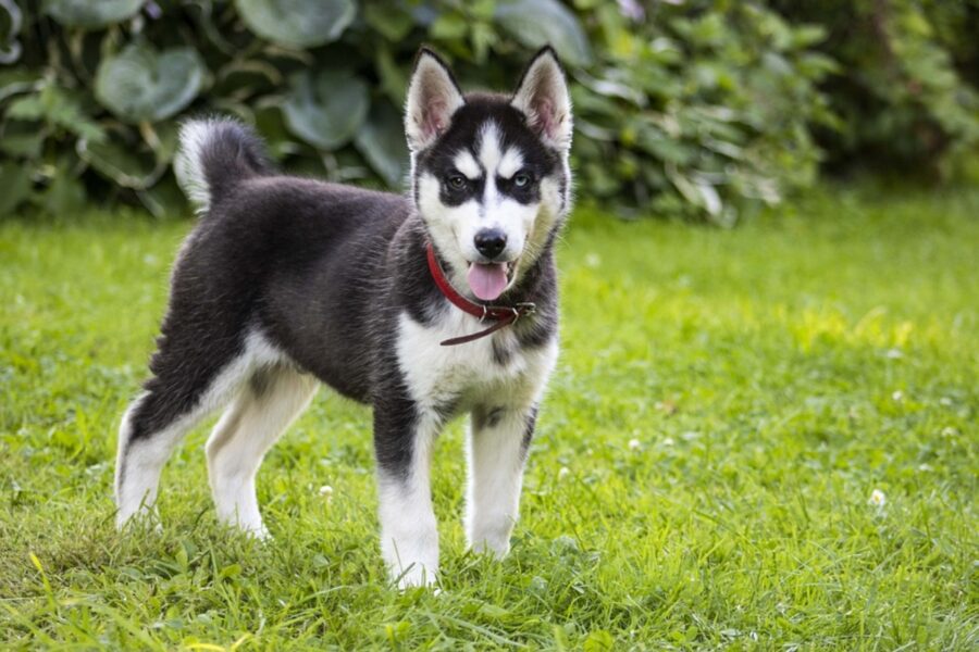 cane husky dolce