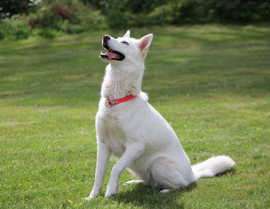 cane bianco husky
