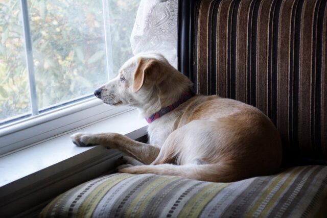 4 ragioni per cui il cane guarda sempre fuori dalla finestra