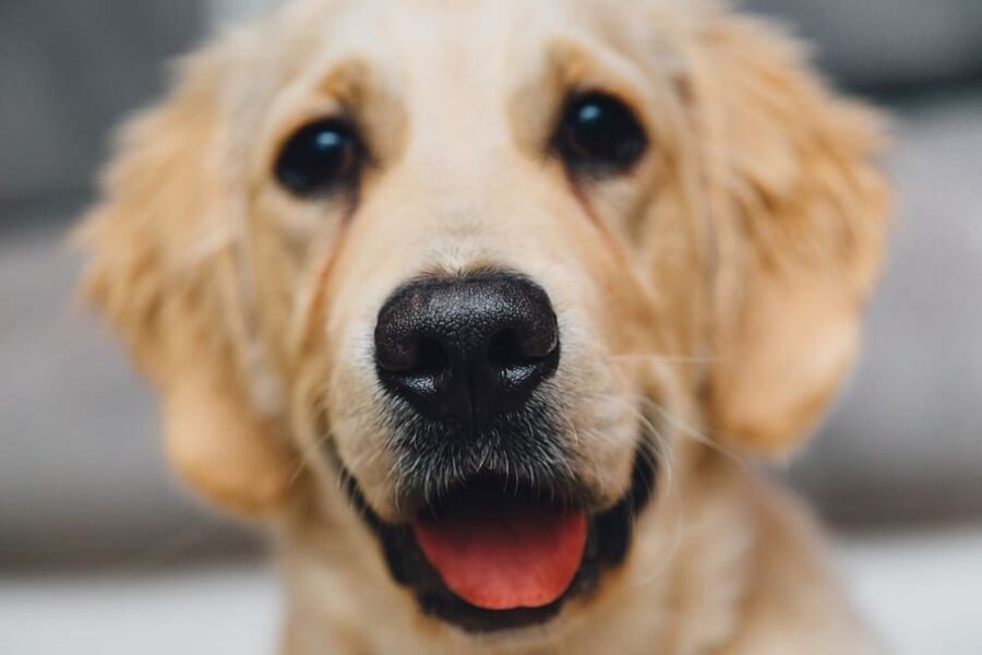 cucciolo golden retriever