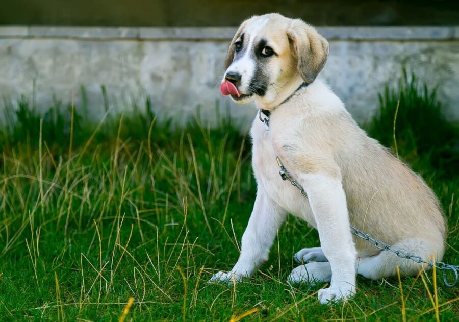 cucciolo lecca naso